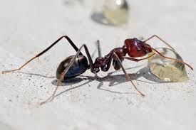 Ant Feeding