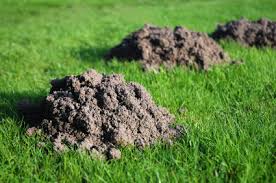 mole mounds