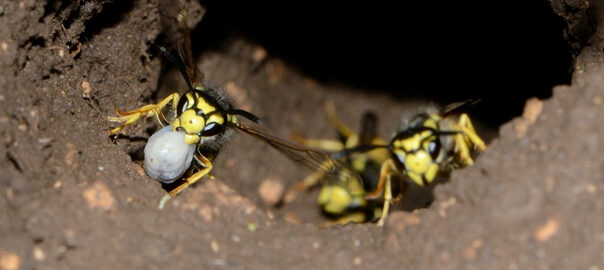 yellow wasp nest
