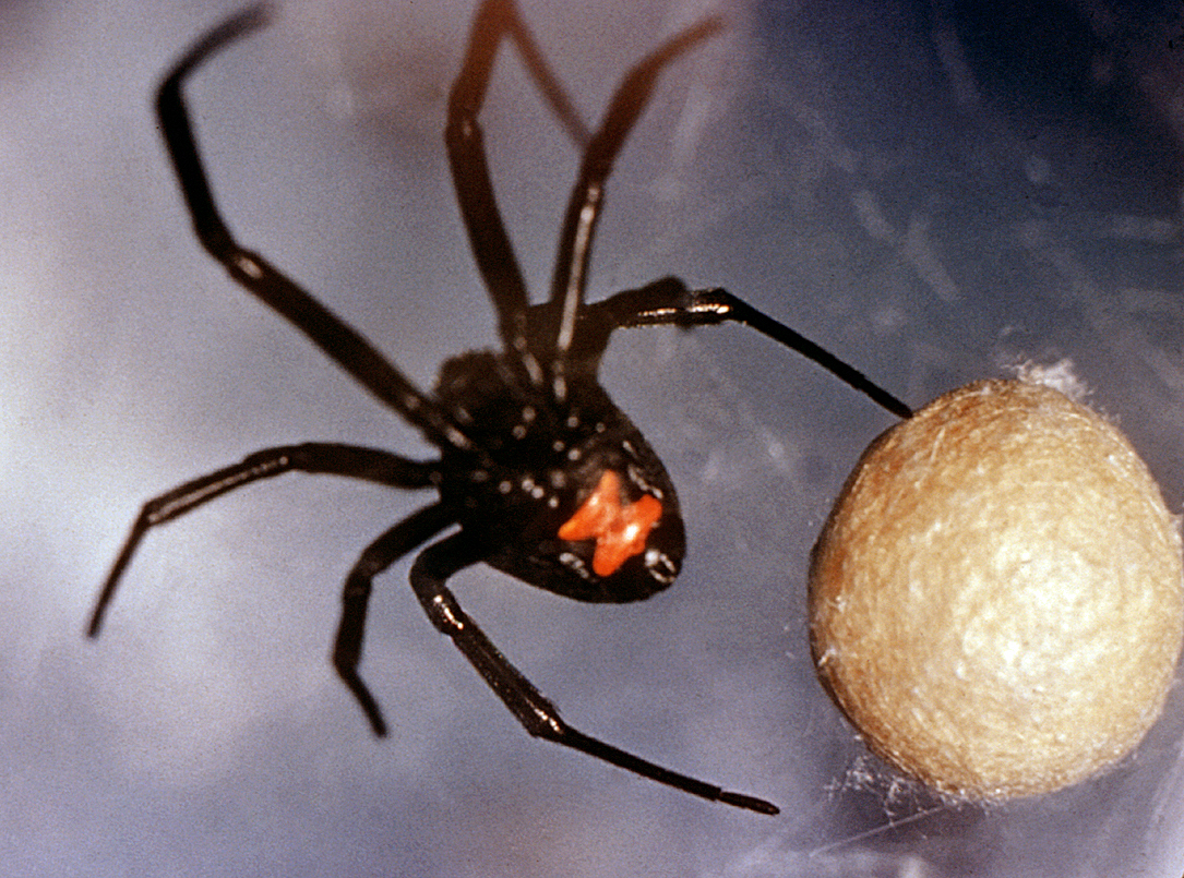 Black widow spiders: Facts about this infamous group of arachnids