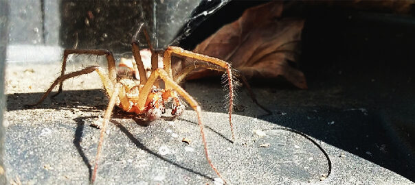 Oregon spider