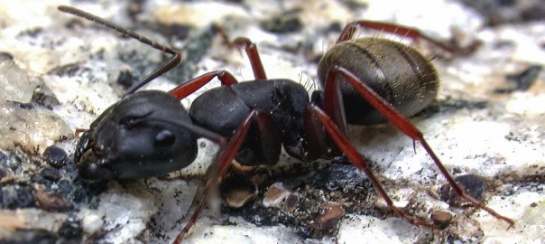 Oregon Carpenter Ants