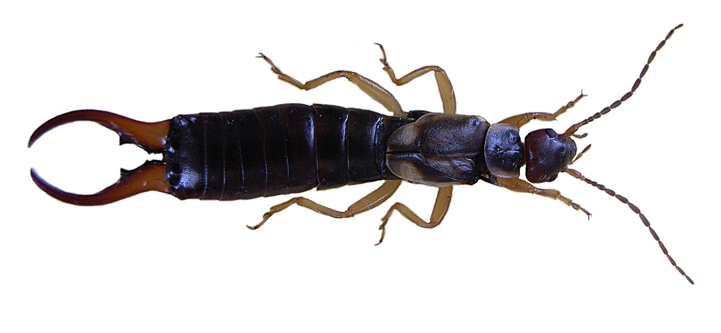 earwigs bugs bug pinch pincer earwig insects pest control roseburg exterminator beetles oregon stink elder box winter which