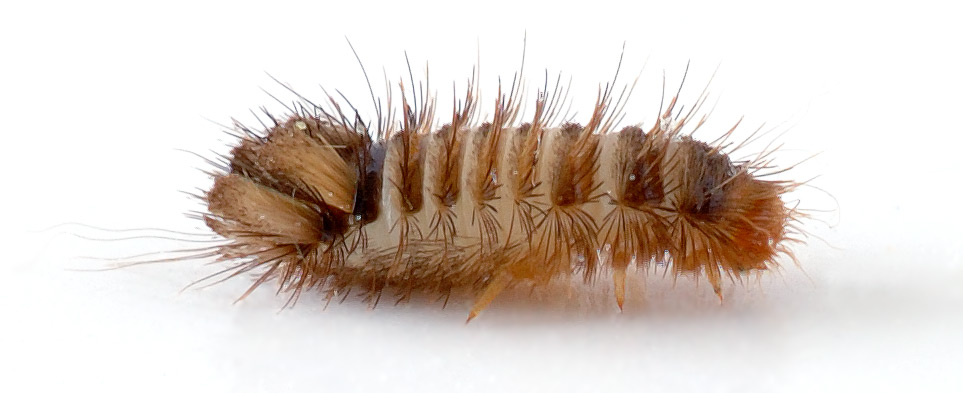 Bed Bugs Vs Carpet Beetles Bites Bug