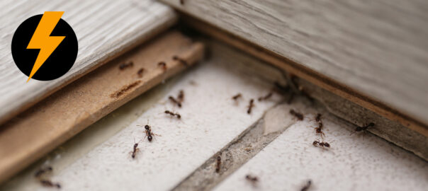 Ants in the floorboards