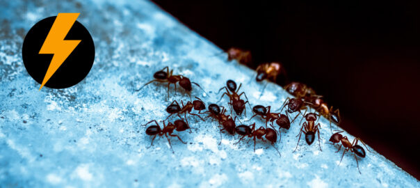 ants on a metal surface