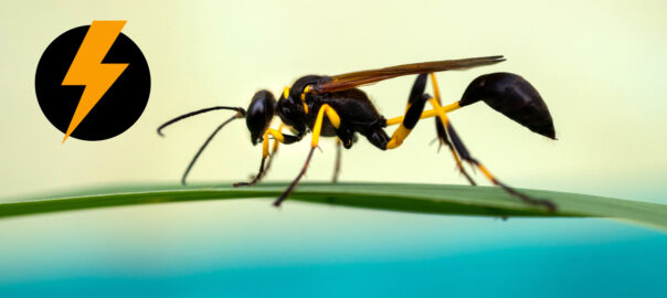 wasp on blade of grass
