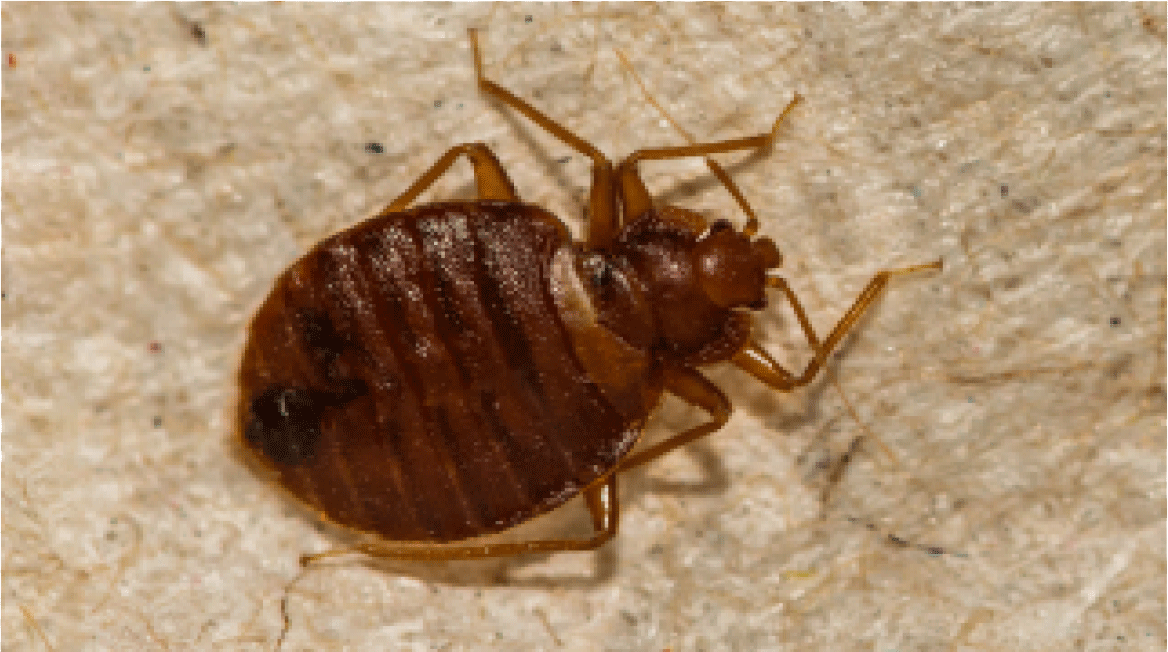 does bed bug spray work on carpet beetles