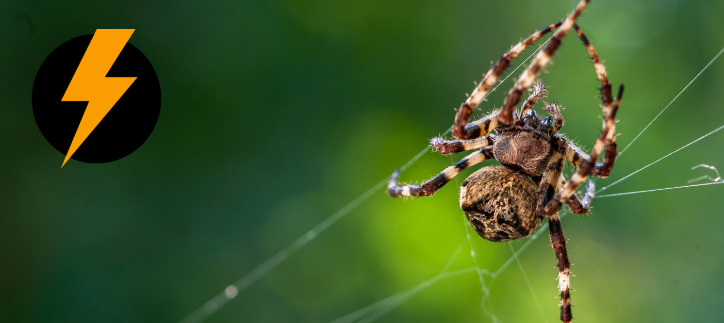 What shape web does a spider spin in space?