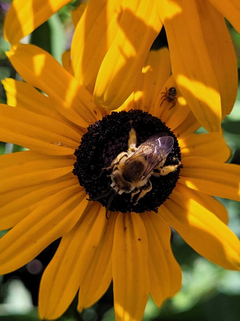 bee pollinator on sunflower