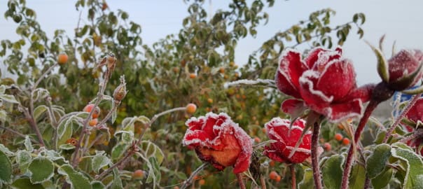 Is Pest Control Necessary in the Winter?