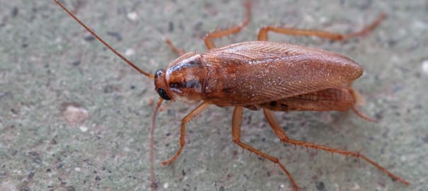 All About German Cockroaches