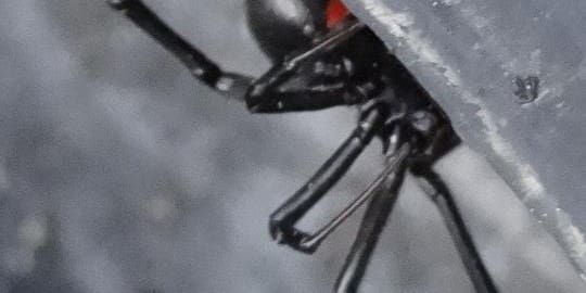 Black Widow Spiders in Oregon – Danger!