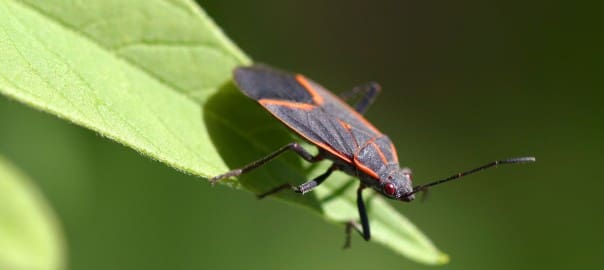 Boxelder Bugs and Stinkbugs