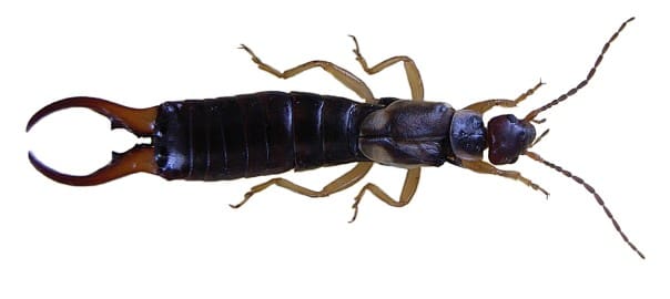 Bugs with Pincers: Everything You Need to Know about Earwigs