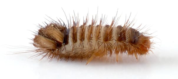 Carpet Beetle Bites