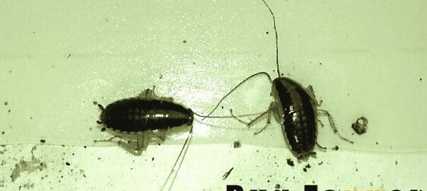 German Cockroach Nymphs