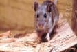 Getting Rid of Mice