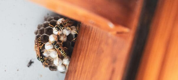 Hiring a Pro vs. DIY Pest Control – Which is Best