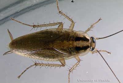 How Fast Do Cockroaches Reproduce?