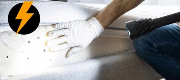 How To Prepare for a Bed Bug Inspection
