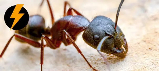 Kinds of Ants: Identifying Common Ants in Oregon