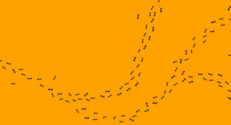 Ant trail on an orange background