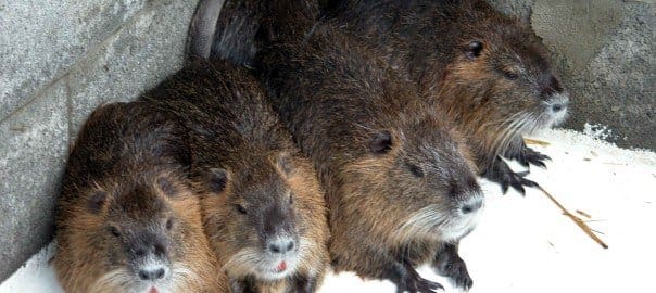 Northwest Rodents – Pt. 3: The Outliers