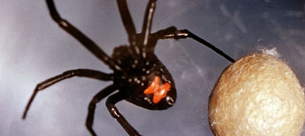 Oregon Poisonous Spiders