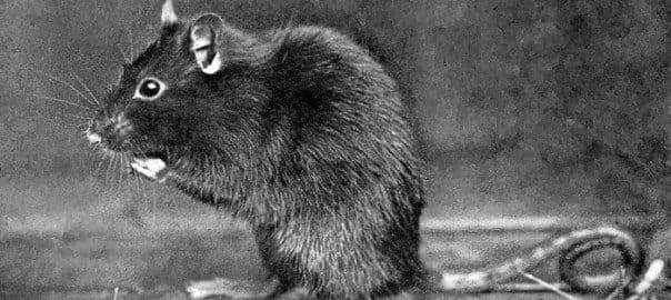 Rats in Oregon: Understanding Rodents in the Pacific Northwest