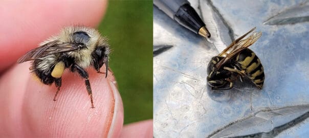 What are the Differences Between Bees and Wasps?