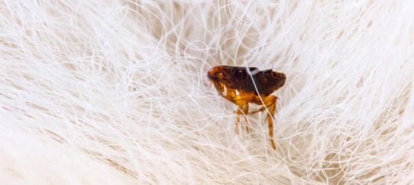 When Are Fleas Most Active?