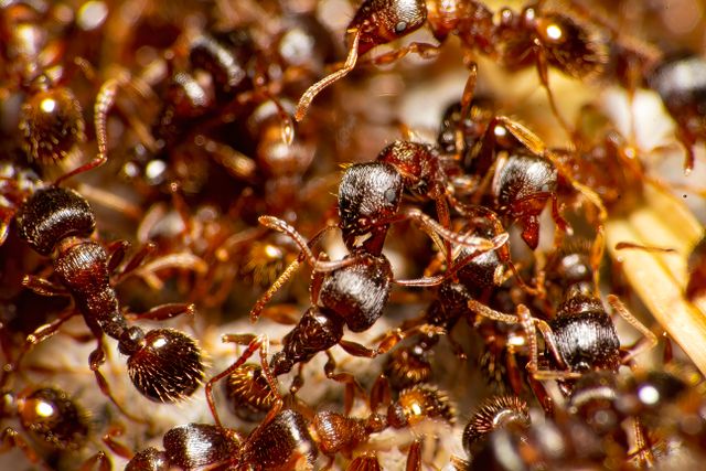 Ants