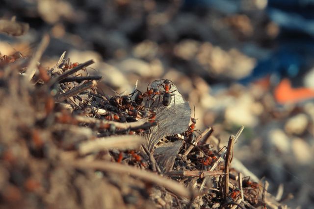 Ants