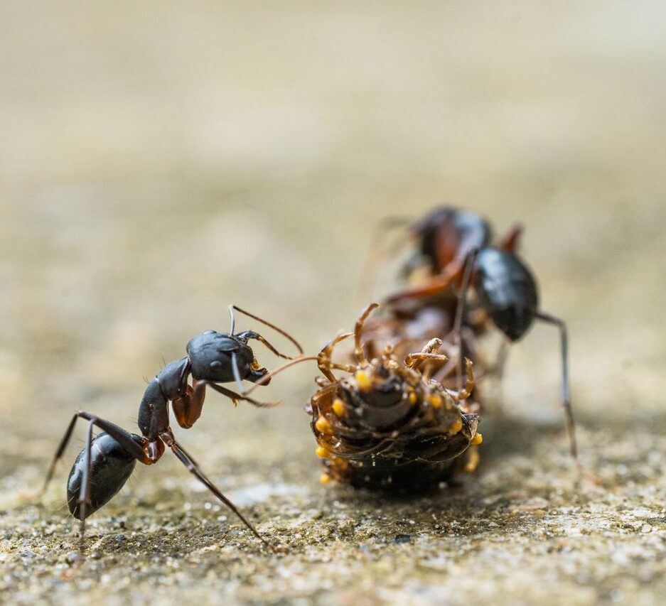 Ants