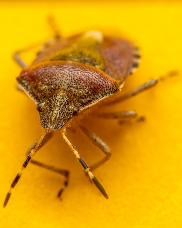 Bed Bugs