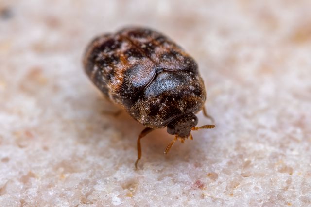 Bed Bugs