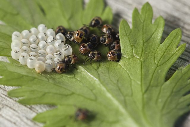 Bed Bugs