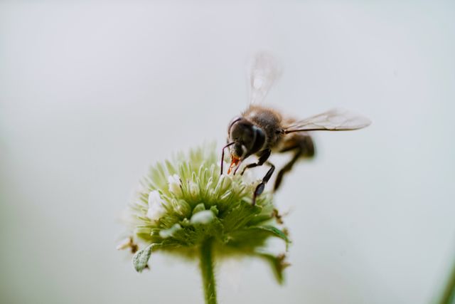 Bees
