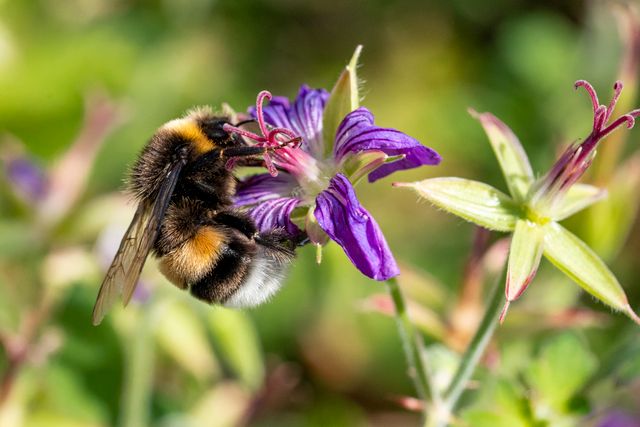 Bees