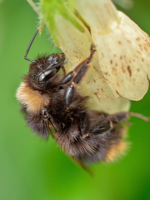 Bees
