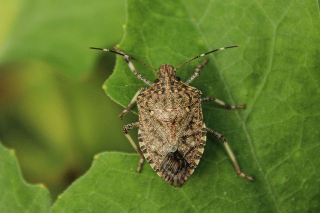 Boxelder Bugs and Stink Bugs