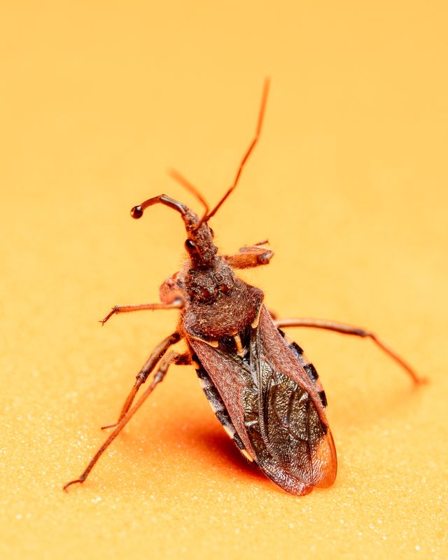 Boxelder Bugs and Stink Bugs
