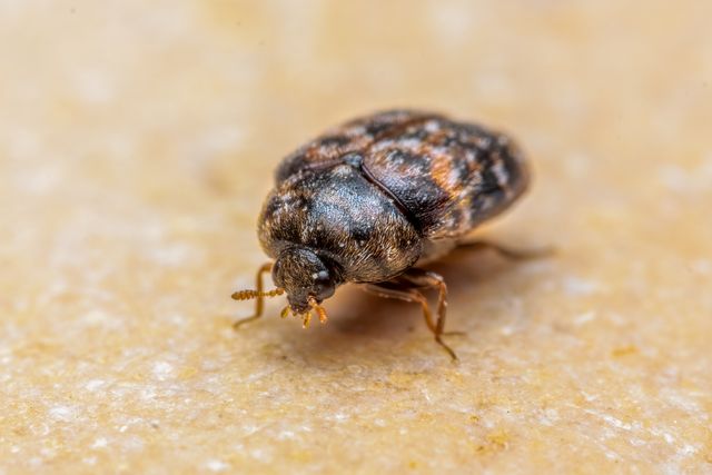 Carpet Beetles