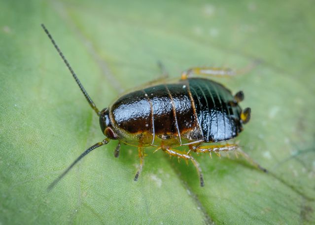 Cockroaches