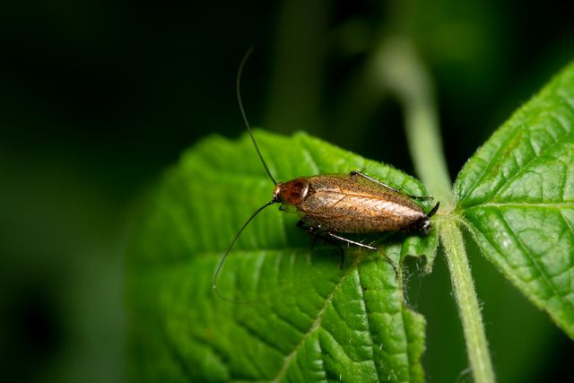 Cockroaches