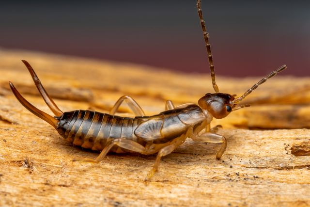 Earwigs