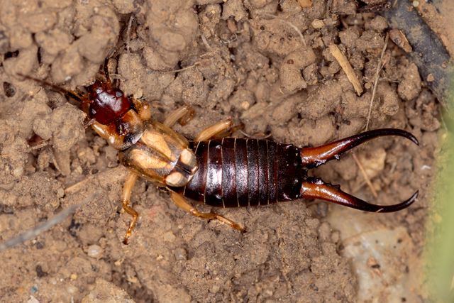 Earwigs