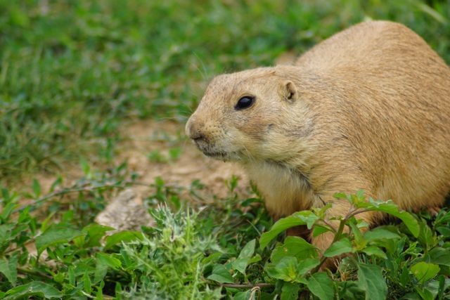 Moles and Gophers
