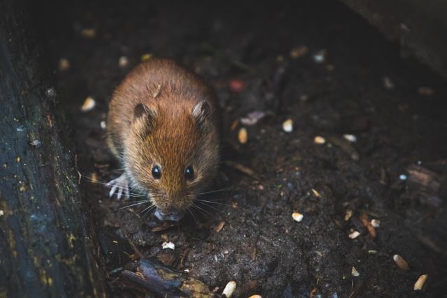 Moles and Gophers